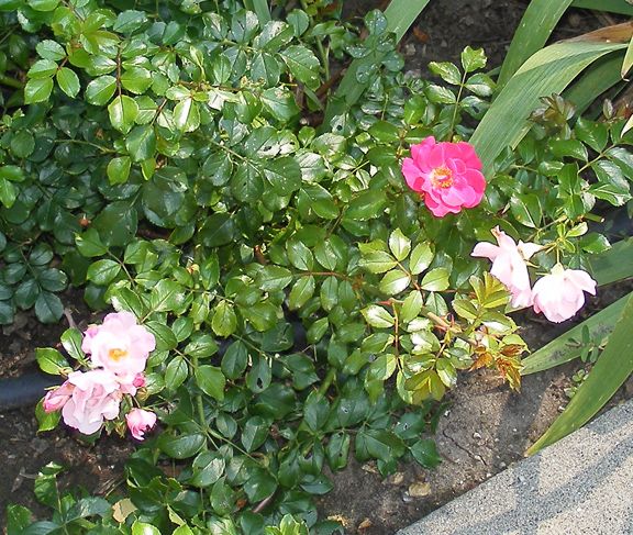 Appleblossom sport photo 2014_08100011_zpsc5bfc5b7.jpg